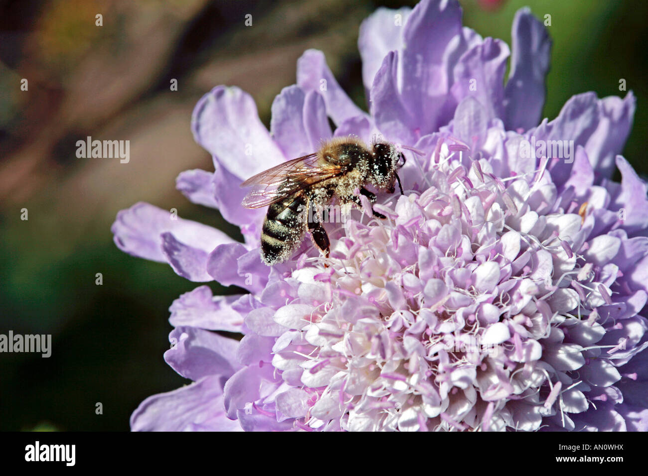 Bee covered in pollen on Cape Scabious, Pincushion, Koringblom- Scabiosa africana-Family Dipsacaceae Stock Photo