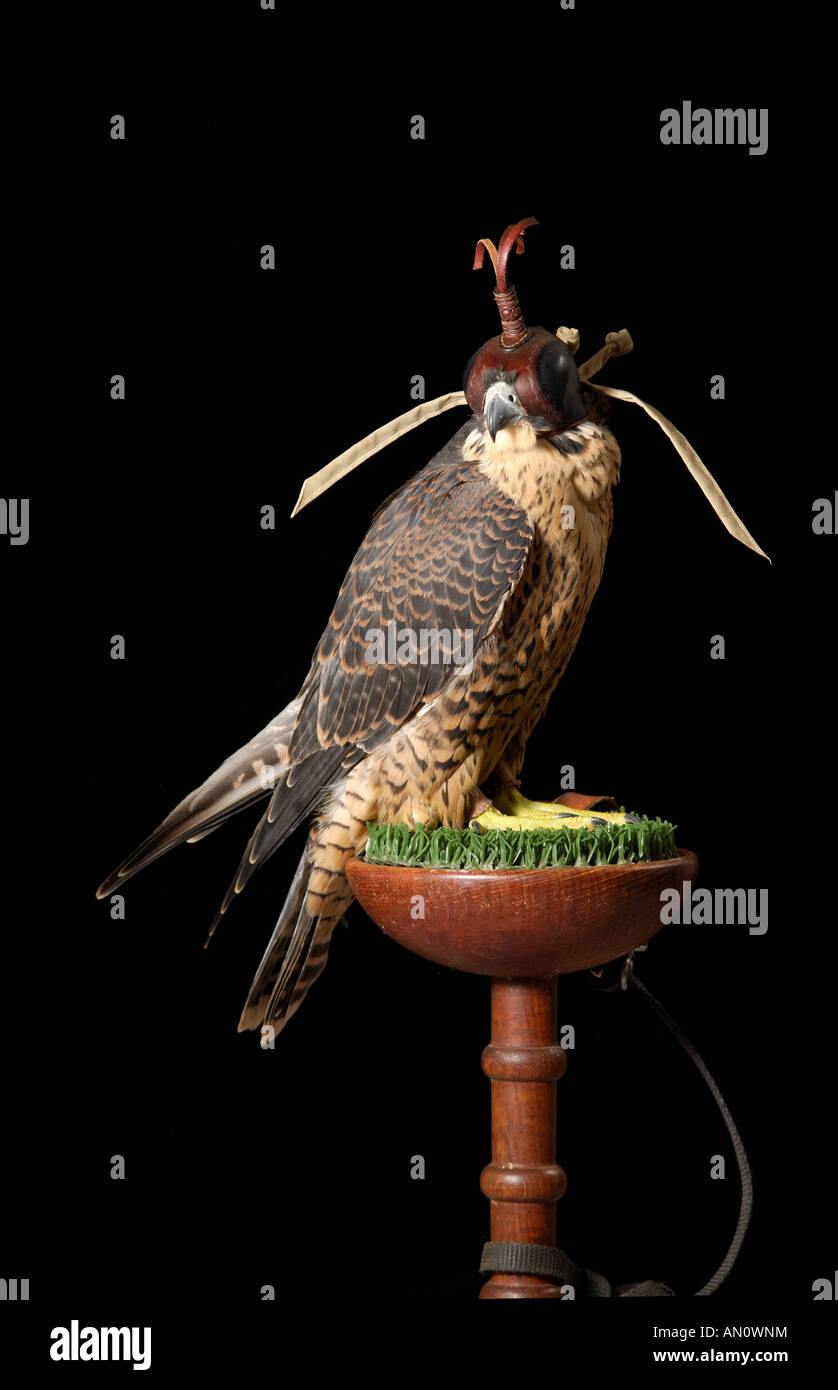 A Peregrine Falcon Stock Photo