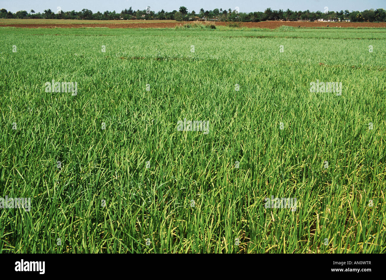 Field of rice in Cuba Stock Photo Alamy