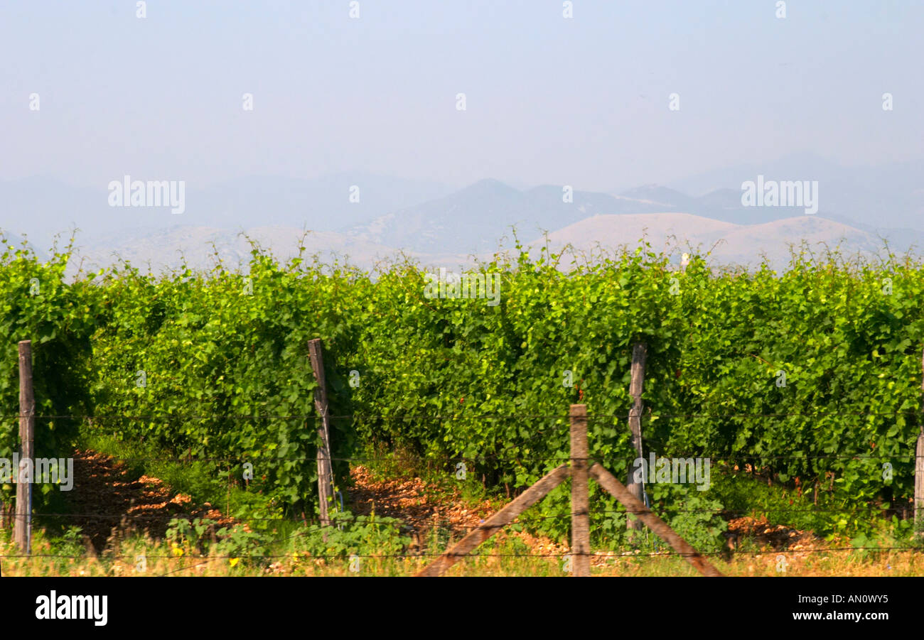 A vineyard with high trained vines protected by barbed wire fence and