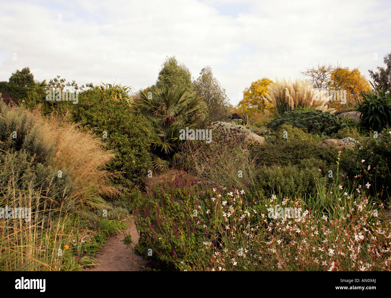 GRASSES AND SHRUBS GROWING IN AN AUTUMN DRY GARDEN. RHS HYDE HALL ESSEX. Stock Photo