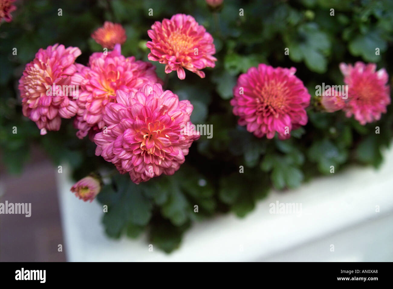 pink chrysanthemums in a white planter Stock Photo