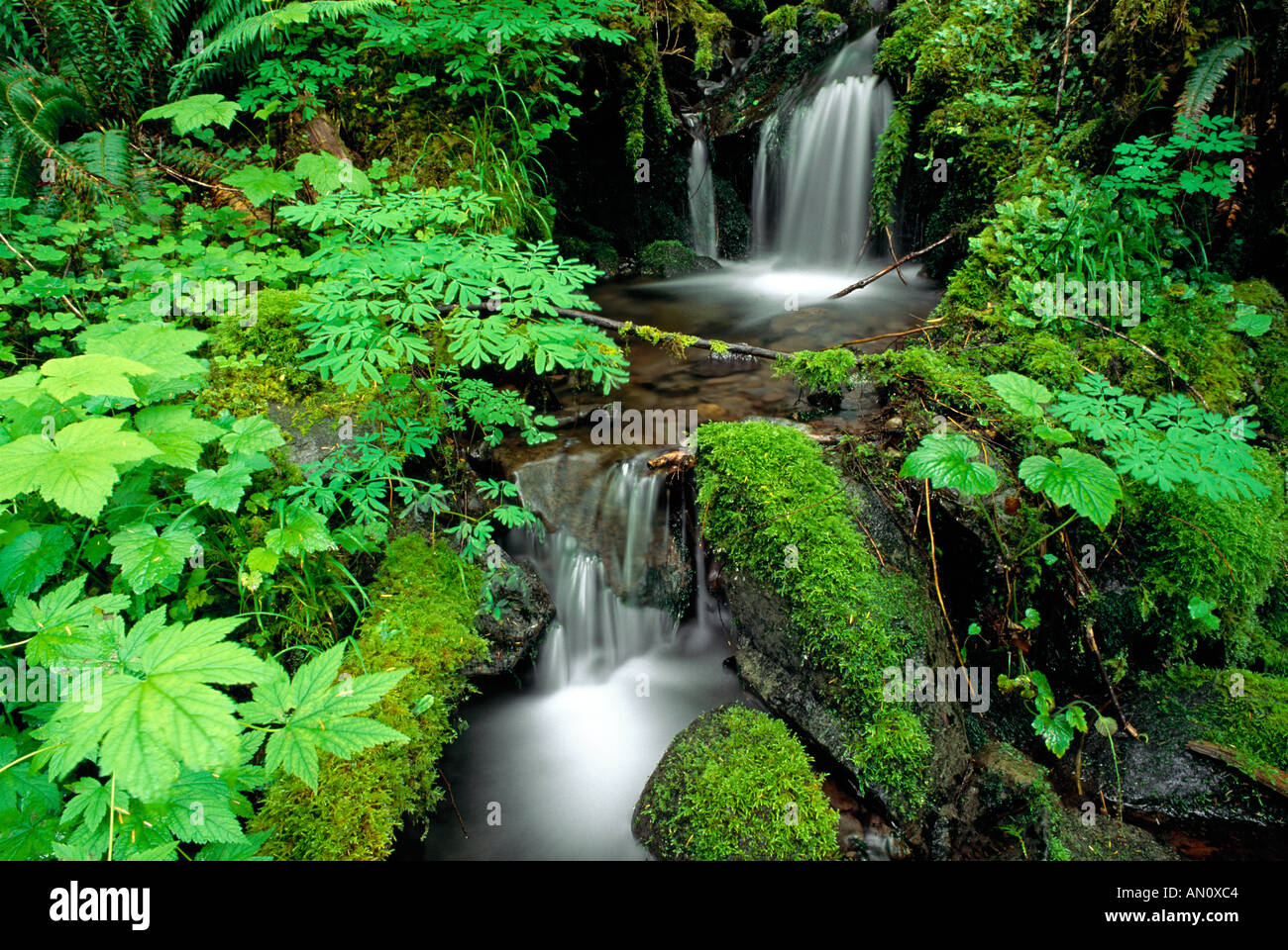 Lush groundcover and creek along the east fork of the Quinault River Quinault Rain Forest Olympic National Park Washington Stock Photo