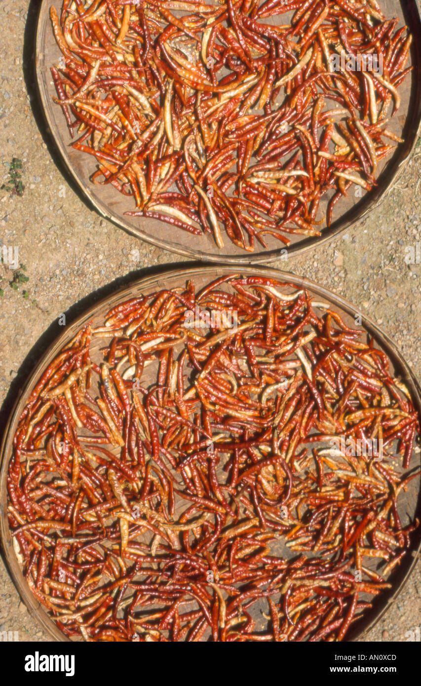 chiles, Inle Lake, Myanmar, Burma Stock Photo