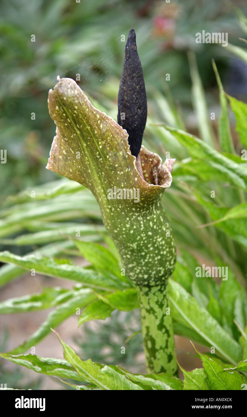 Voodoo Lily Amorphophallus kiusianus Araceae Rare Aroid Found Only on the Island of Kyushu Japan Stock Photo