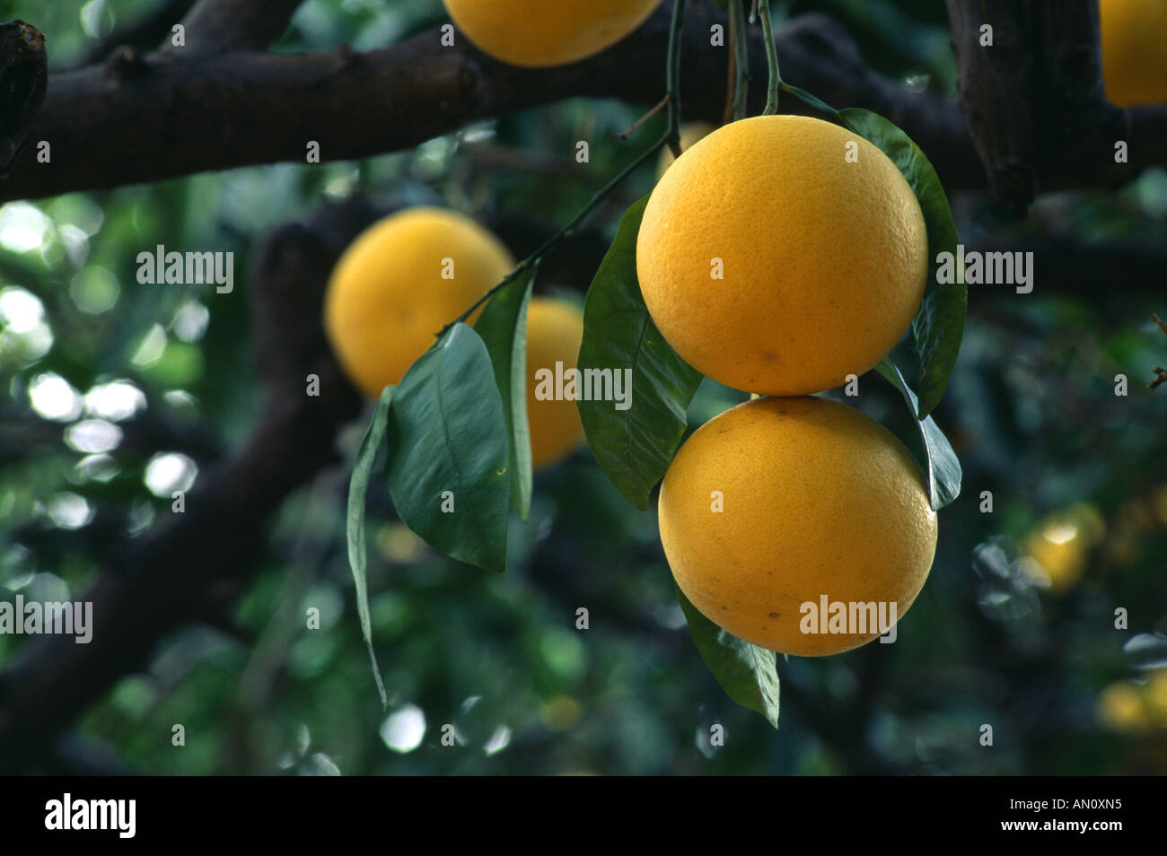 GRAPEFRUIT CITRUS PARADISI VAR MARSH SEEDLESS MAIN COMMERCIAL TYPE IN