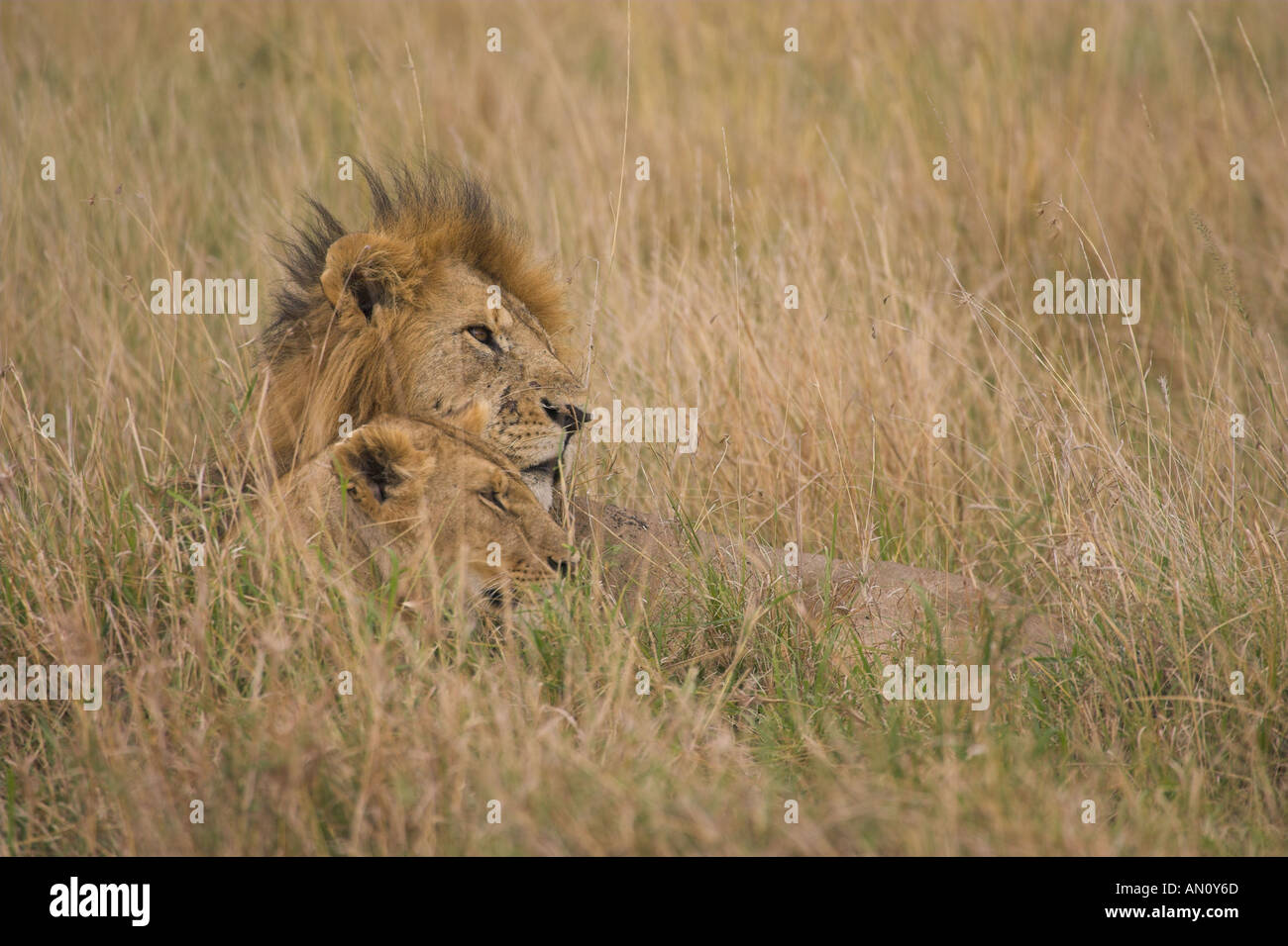 African lion panthera leo male and female together Stock Photo - Alamy