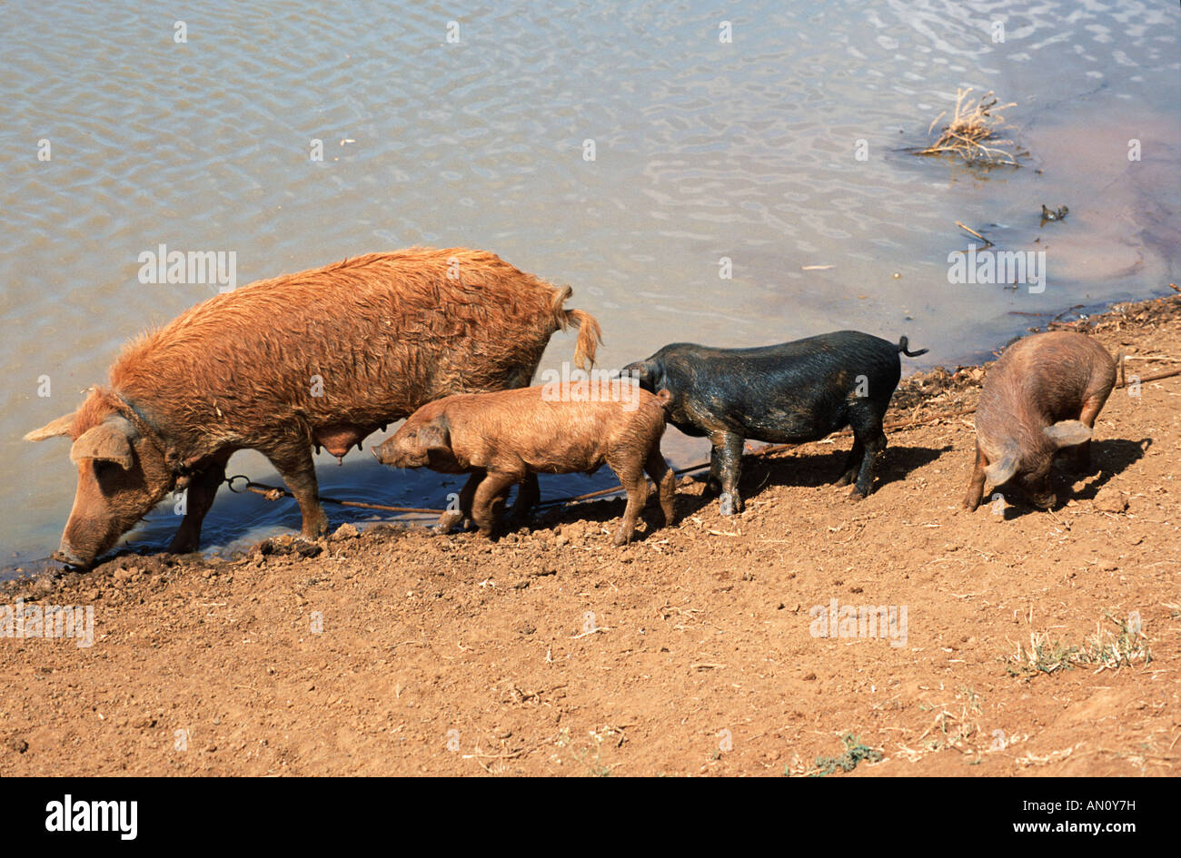 Mother pig with half grown piglets beside pond near Vinales, Pinar Province, Cuba. Stock Photo