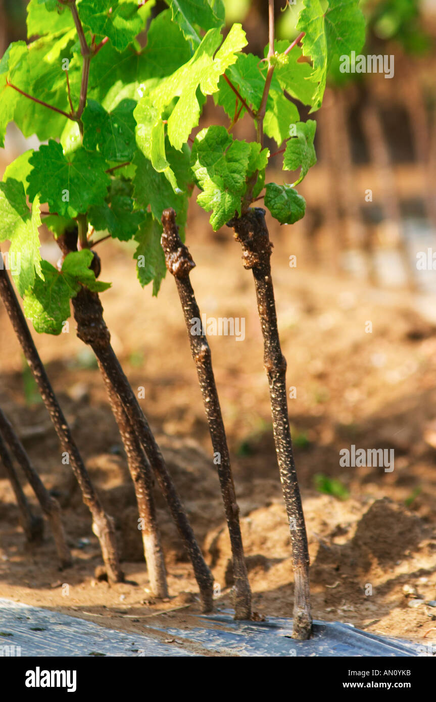 Young vines in a row closely planted. Detail of the stems and the graft cut location. Fidal vine nursery and winery, Zejmen, Lezhe. Albania, Balkan, Europe. Stock Photo