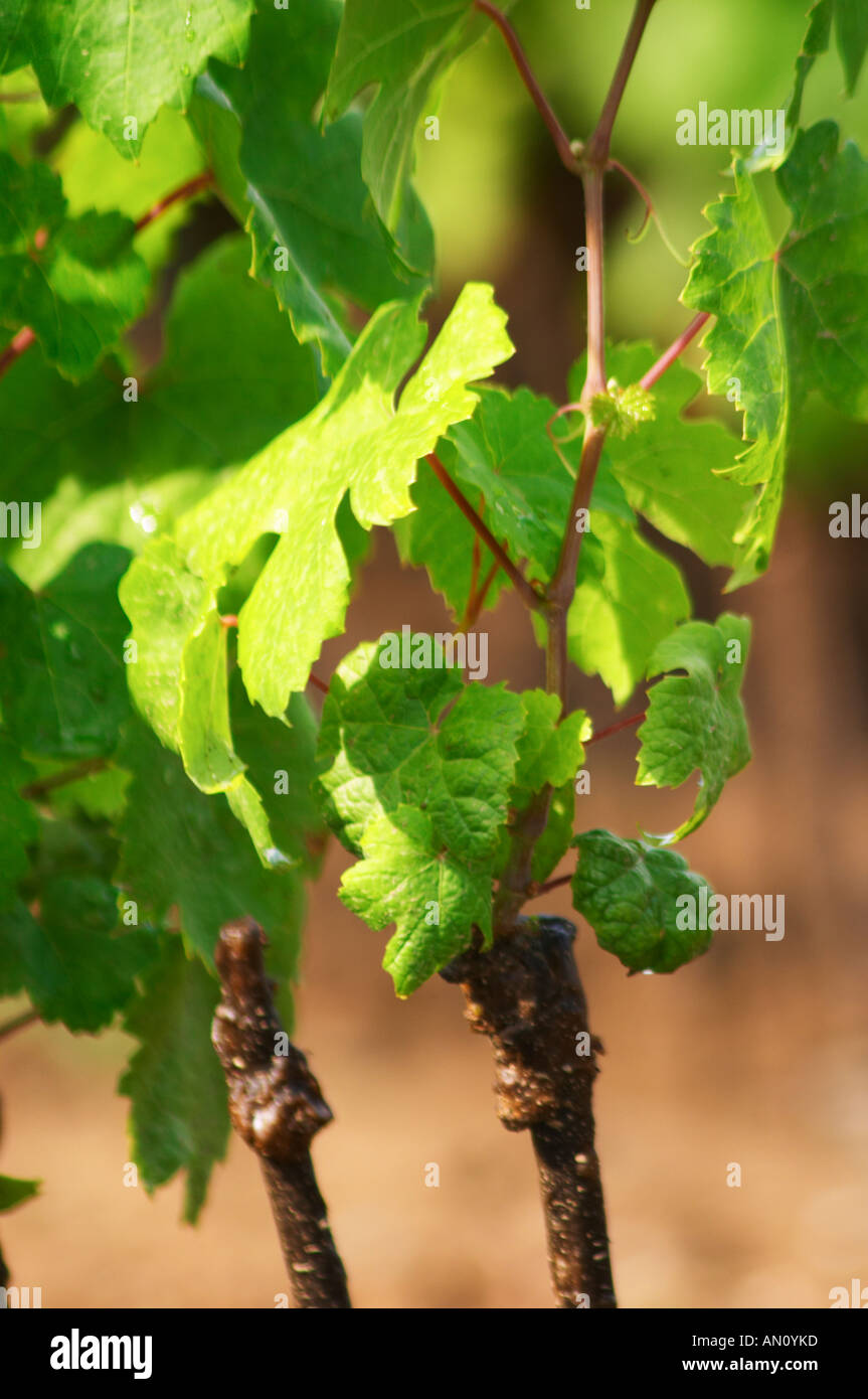 Grapevine joint hires stock photography and images Alamy