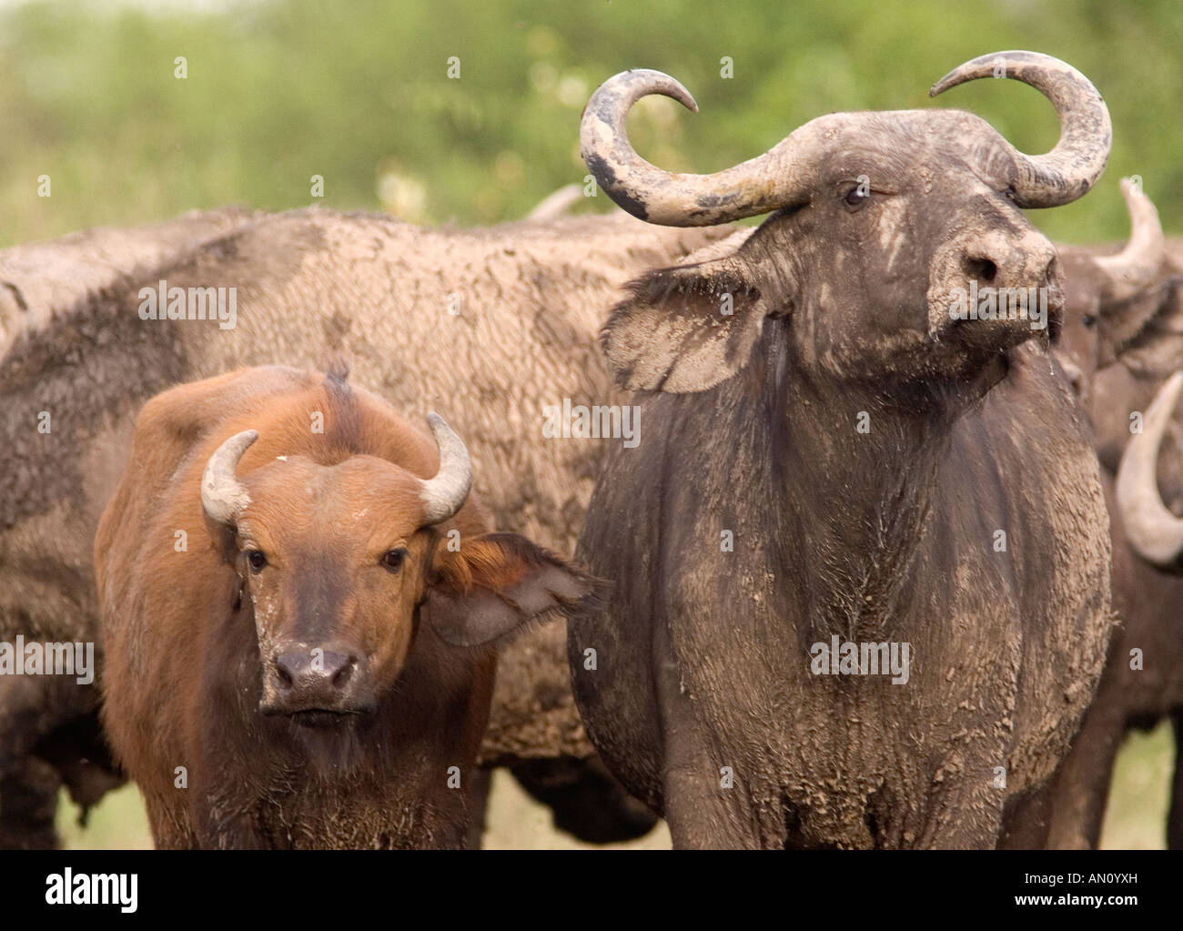 Buffalo, Syncerus caffer Stock Photo