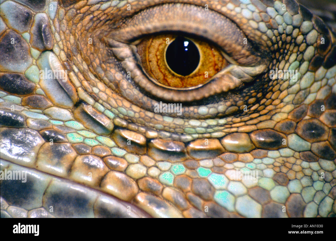 Eye of a Green Iguana Stock Photo