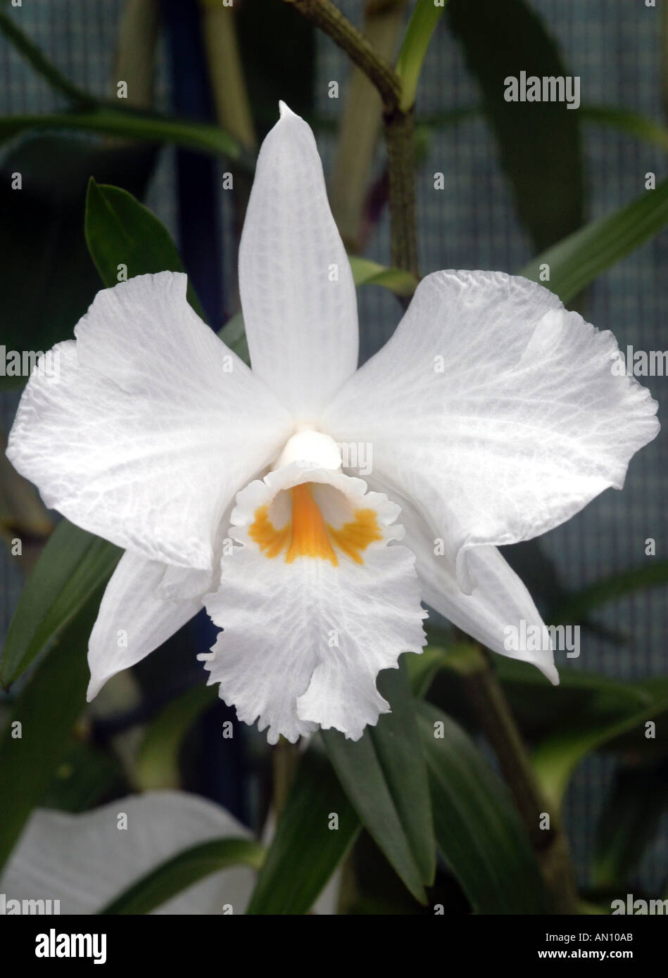 Dendrobium Infundibulium 1 ORCHID Stock Photo