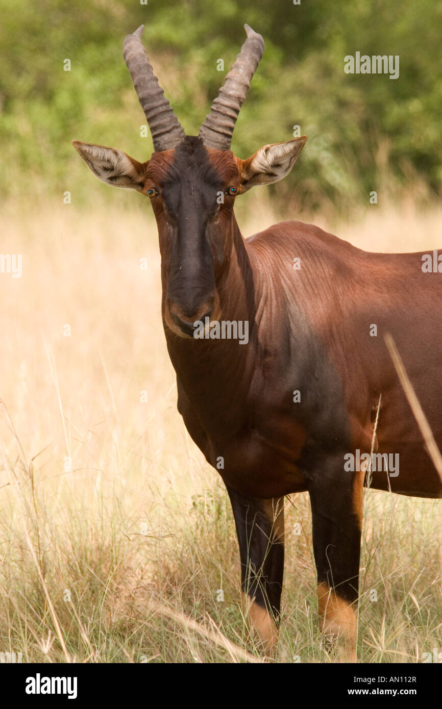 Damaliscus lunatus topi Stock Photo Alamy