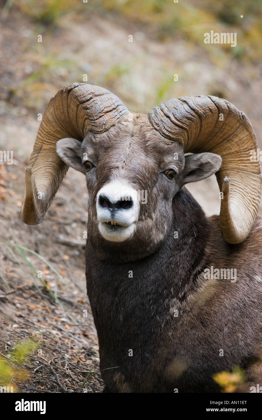 Rocky mountain bighorn sheep Stock Photo - Alamy