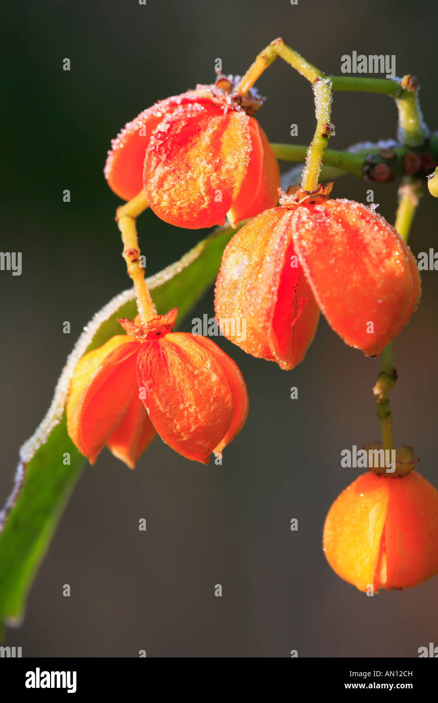 Euonymus myrianthus Spindle tree Stock Photo