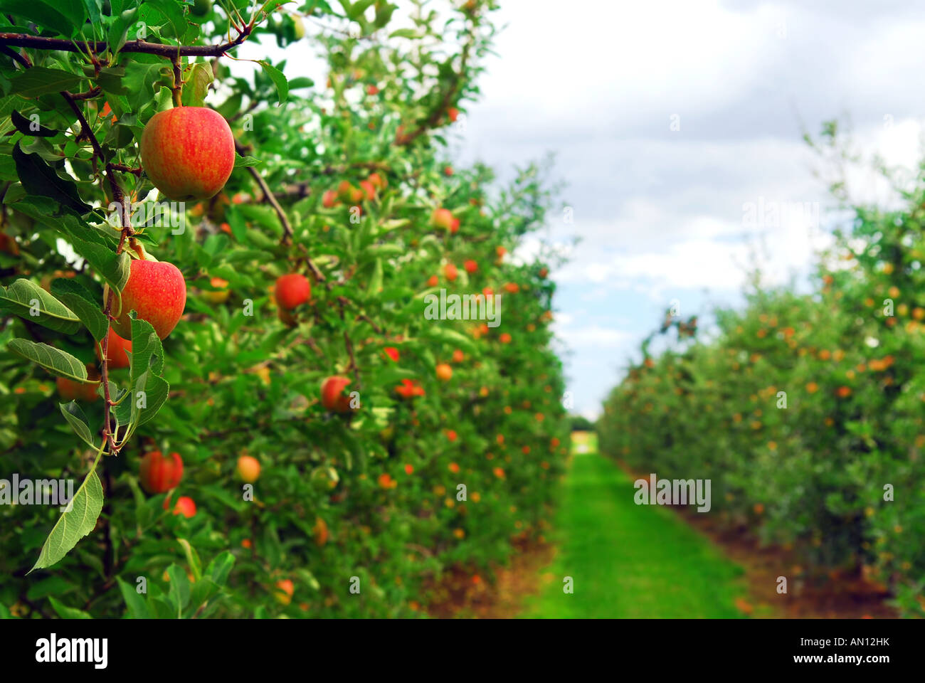 Apple orchard with red ripe apples on the trees Stock Photo - Alamy