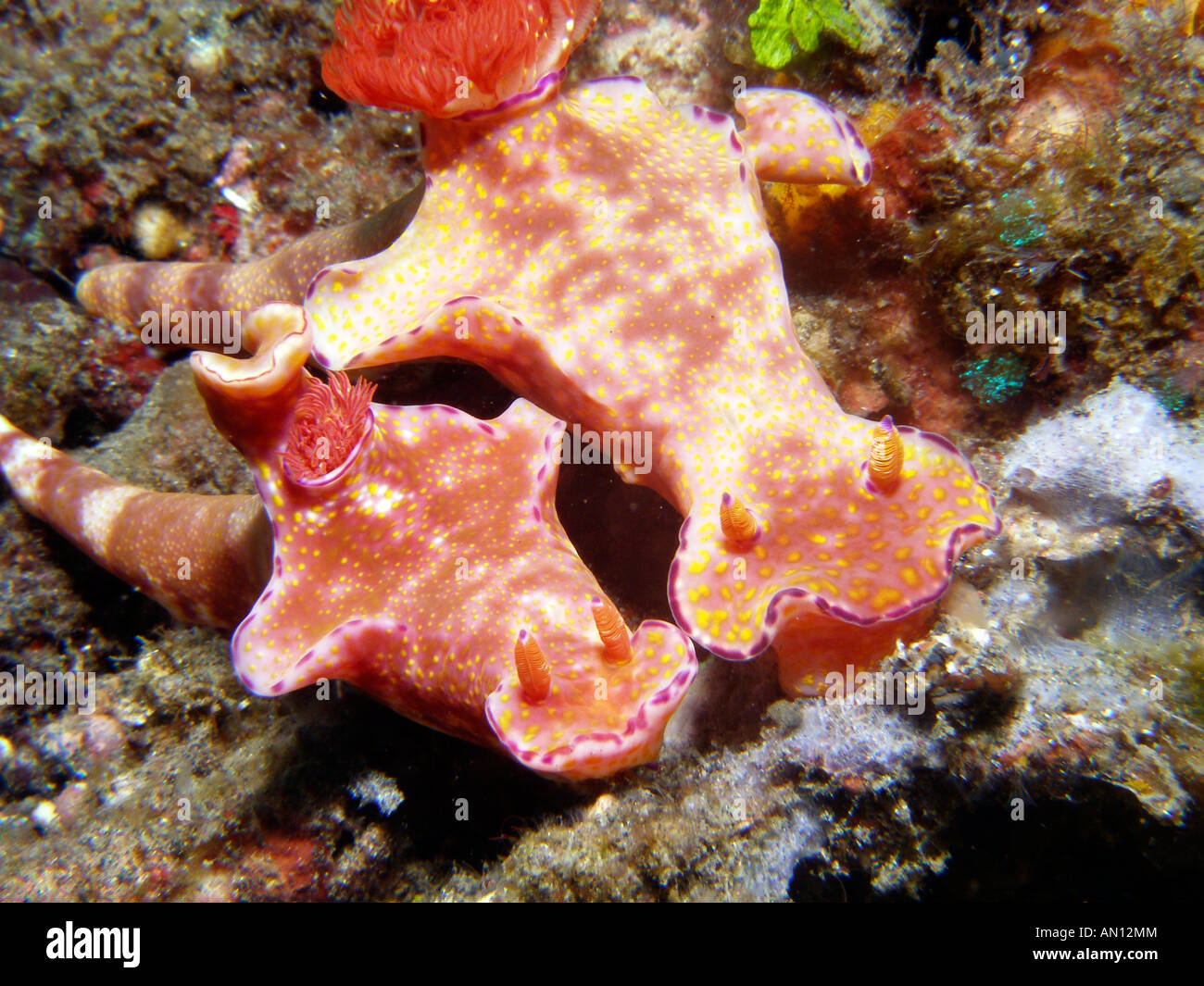 Two colourful nudibranchs, ceratosoma tenue, or seaslugs, in the Lembeh Strait region of North Sulawesi, Indonesia. Stock Photo