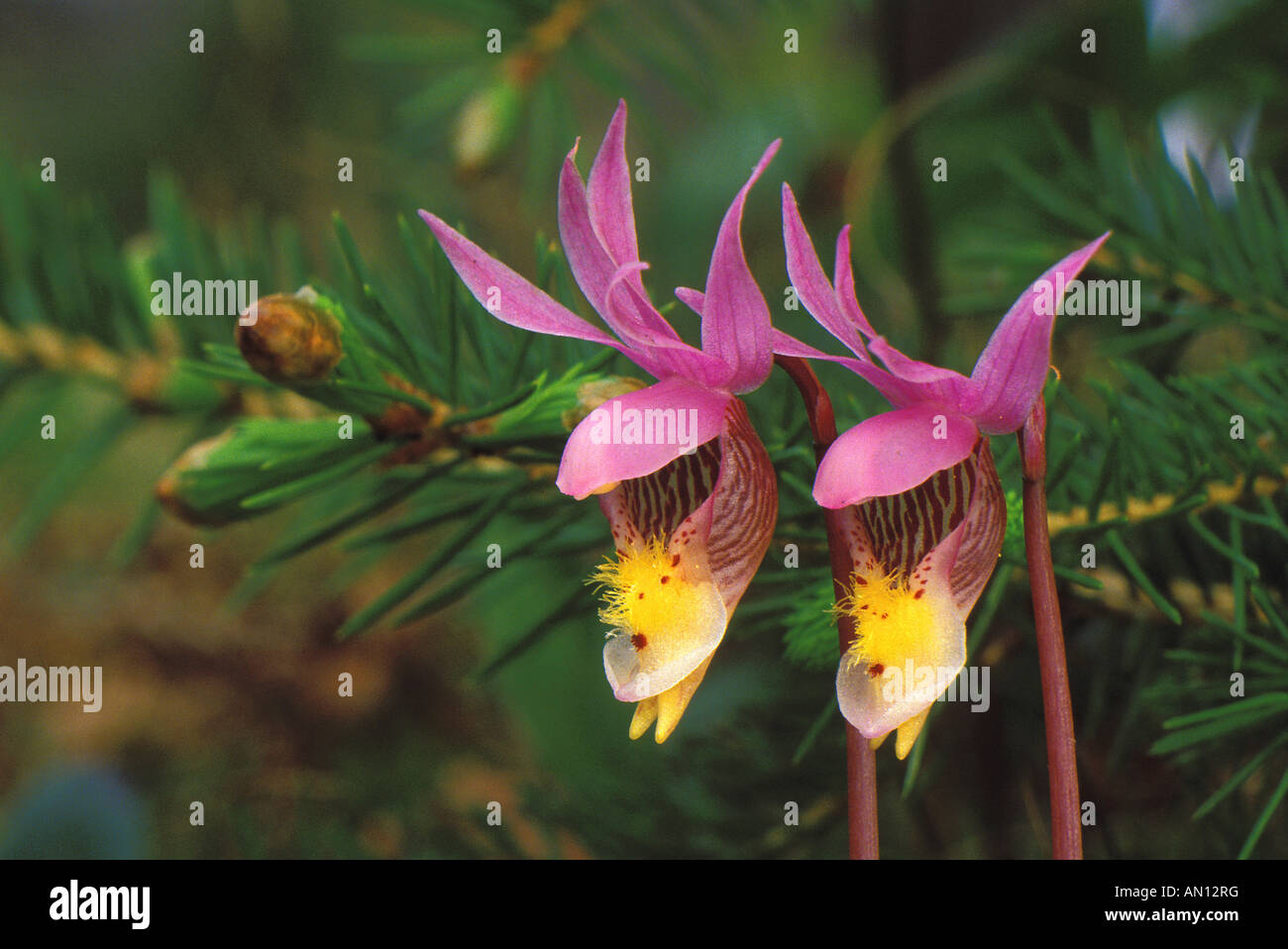 USA, Michigan, Upper Peninsula, Pair of calypso orchids in front of balsam fir. Stock Photo