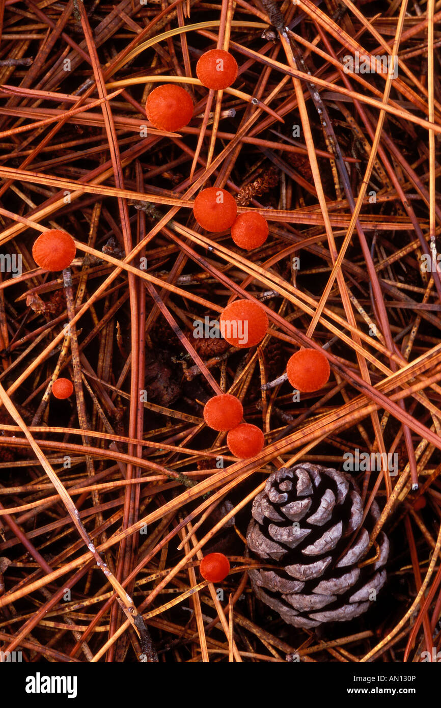 Pine cone mushrooms hires stock photography and images Alamy