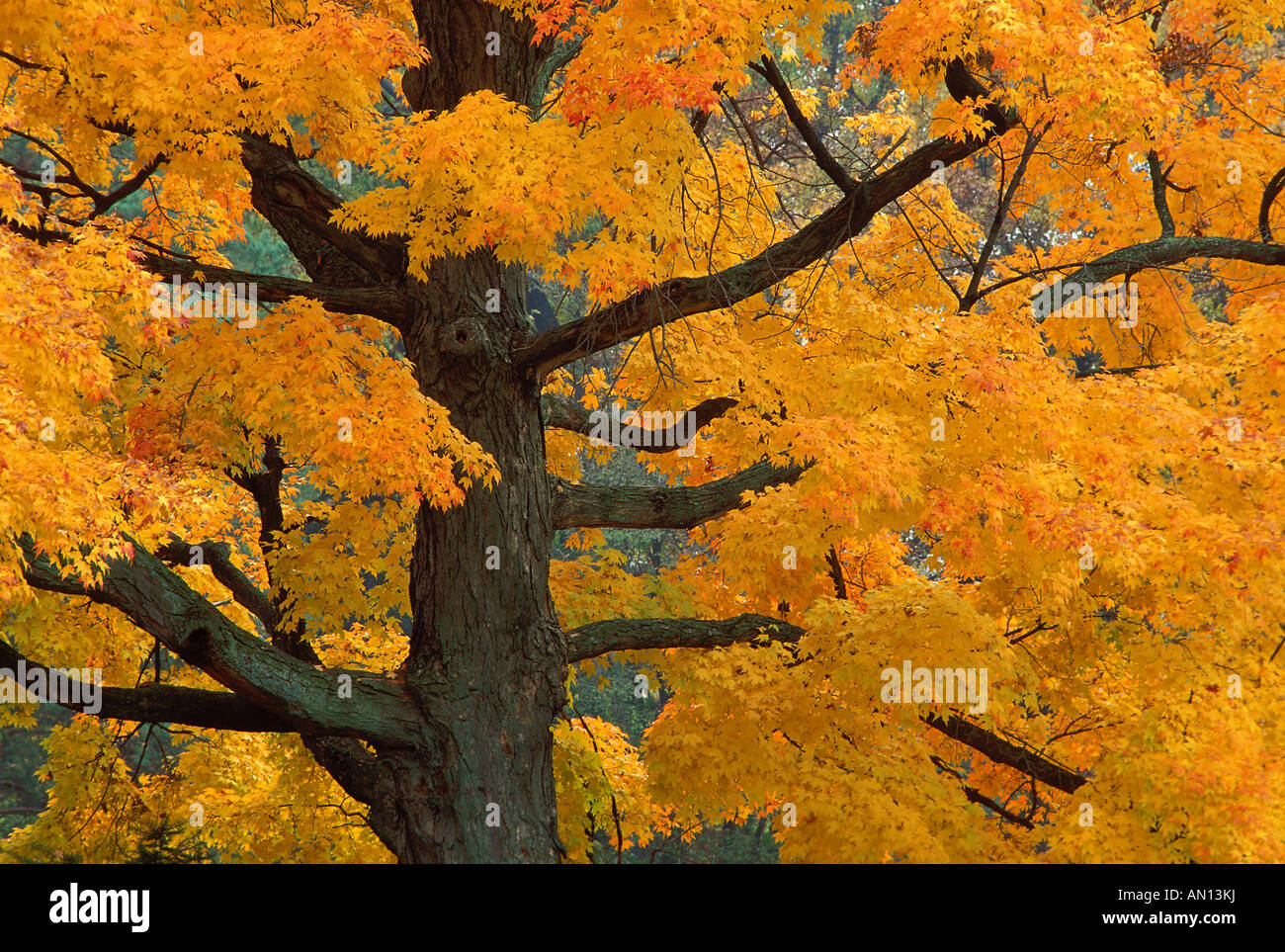 USA, Michigan, Close-up of sugar maple tree in autumn Stock Photo - Alamy