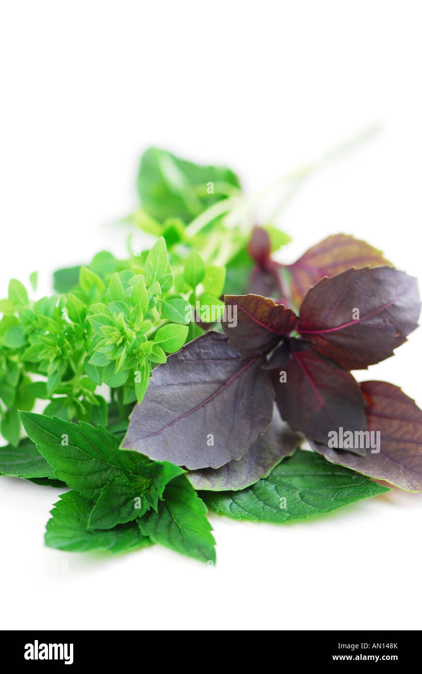 Various types of basil herb on white background Stock Photo Alamy