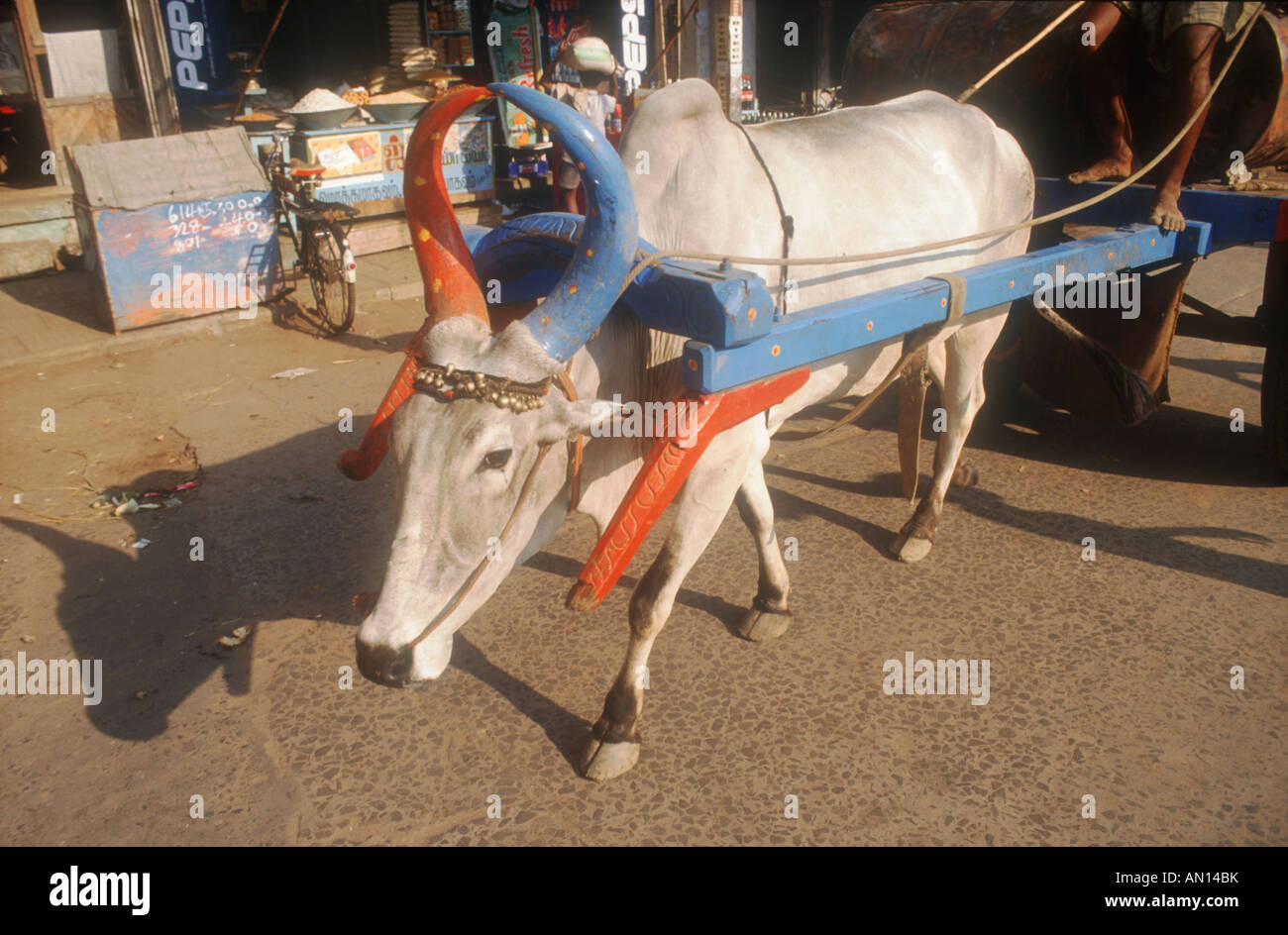 Ox with brightly coloured horns and yolk pulling cart, India. Stock Photo