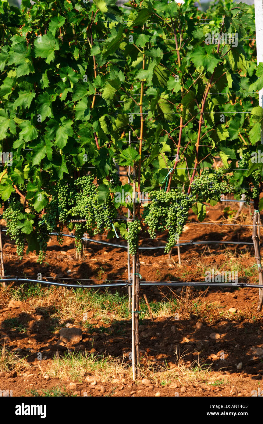 Vines in the vineyard. Vines equipped with black rubber or plastic