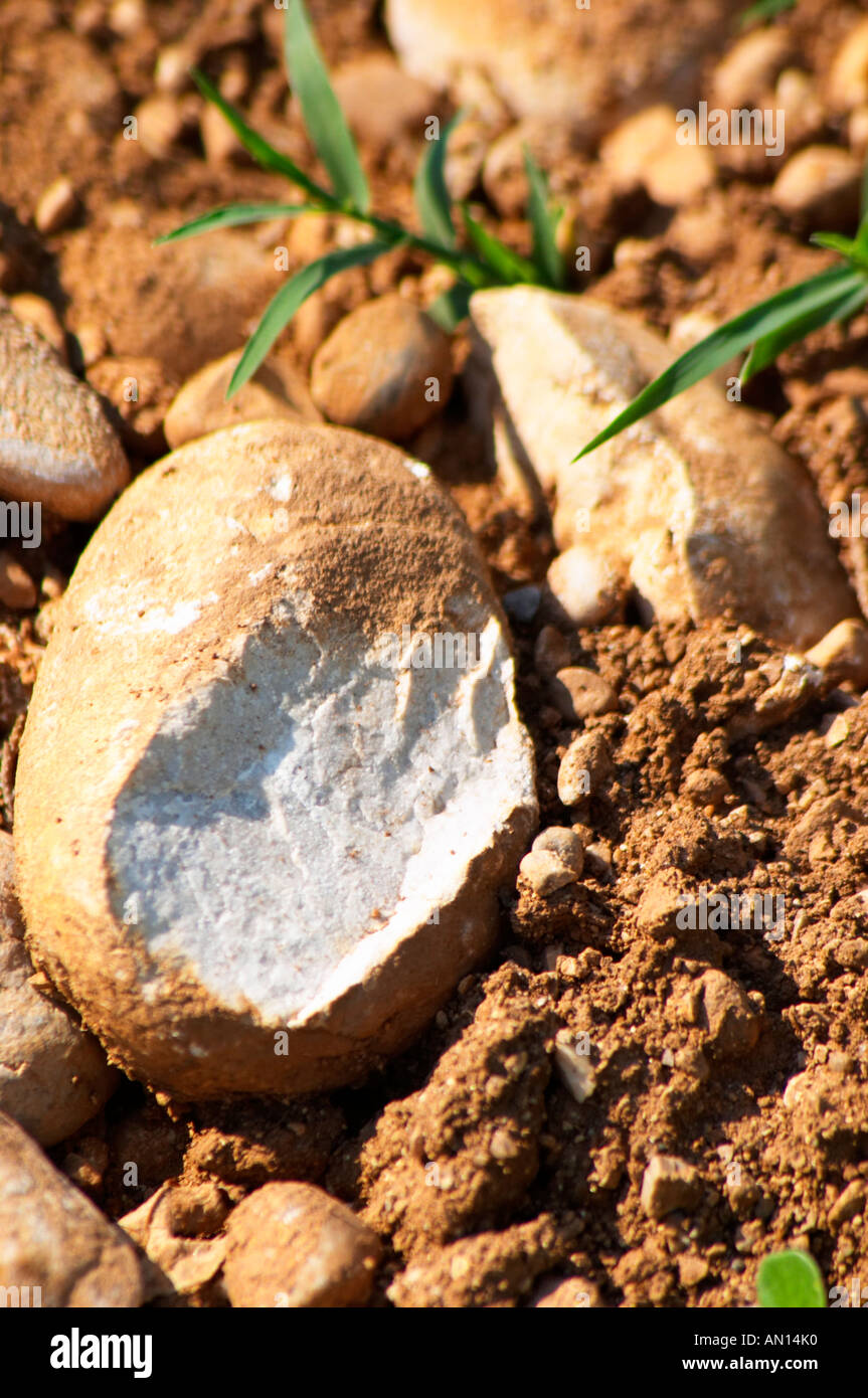 A split pebble showing the very white rock type. Typical red reddish ...