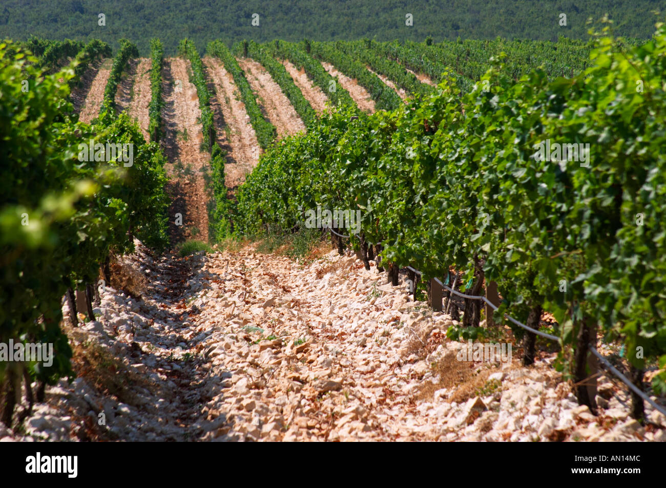 Rows of vine in the vineyard. Lime stone limestone based very white