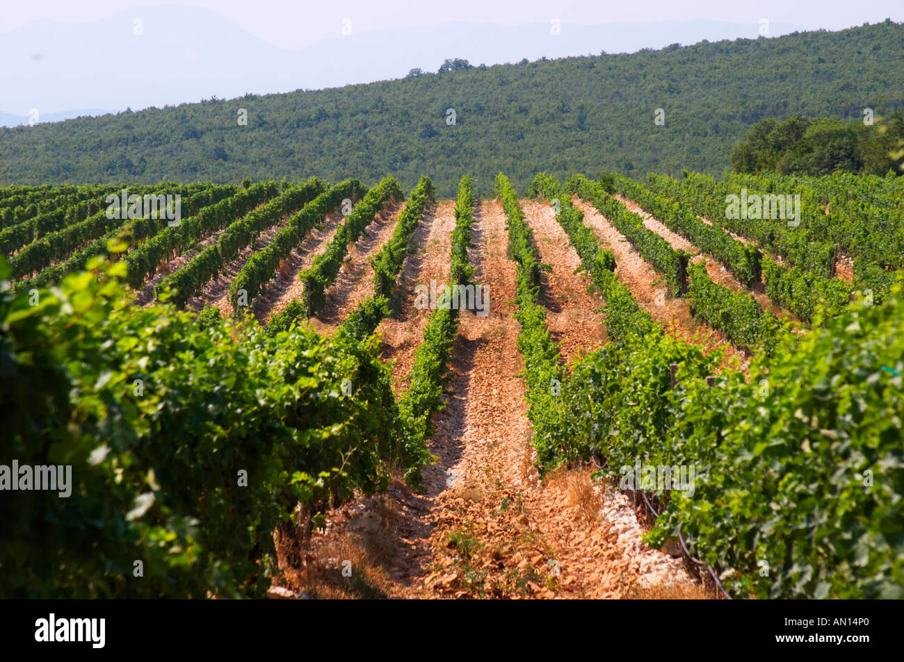Rows of vine in the vineyard. Lime stone limestone based very white ...