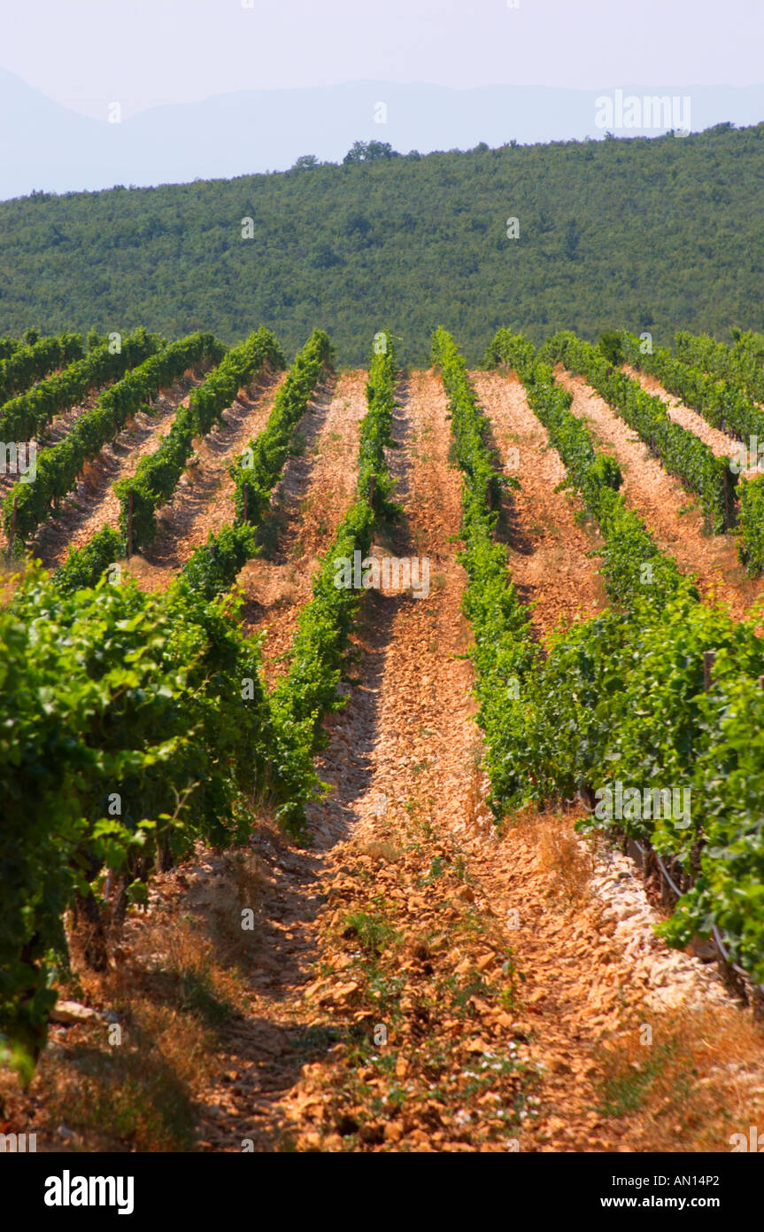 Rows of vine in the vineyard. Lime stone limestone based very white ...