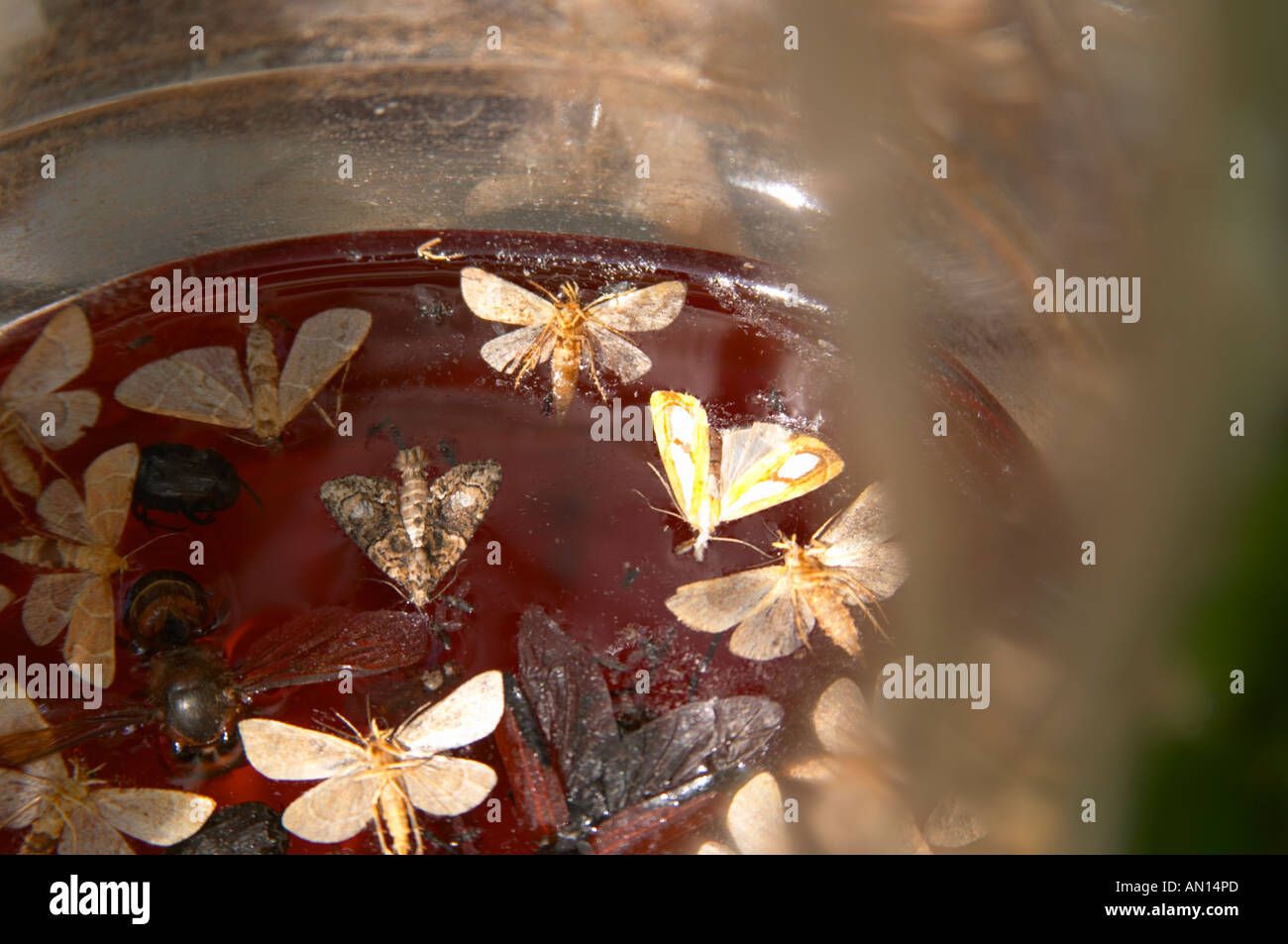 A plastic container trap hanging on a vine. Filled with a mix of