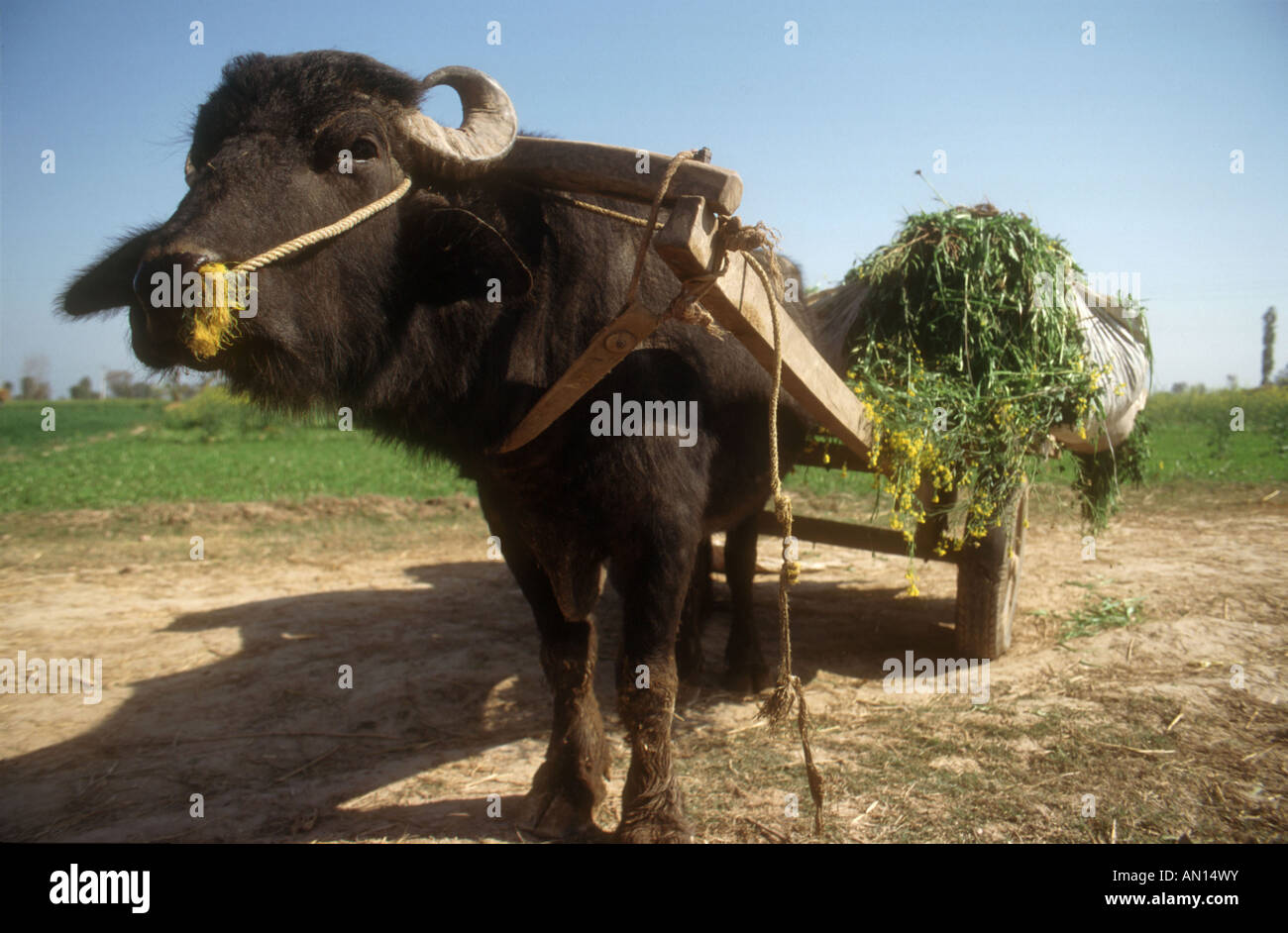 Buffalo pulling cart laden with a mustard like crop used for animal