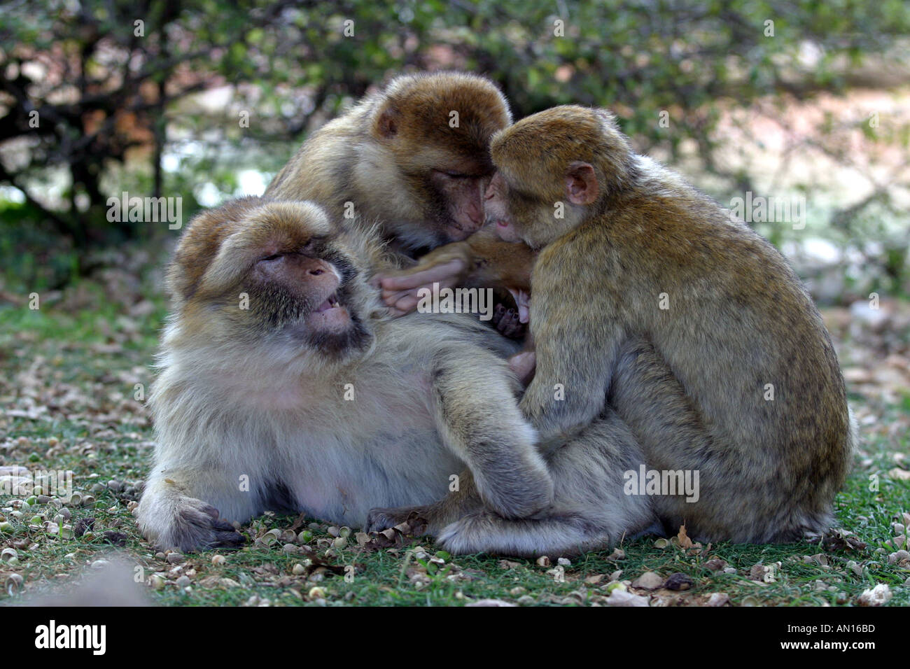 monkeys preening each other tame three Stock Photo