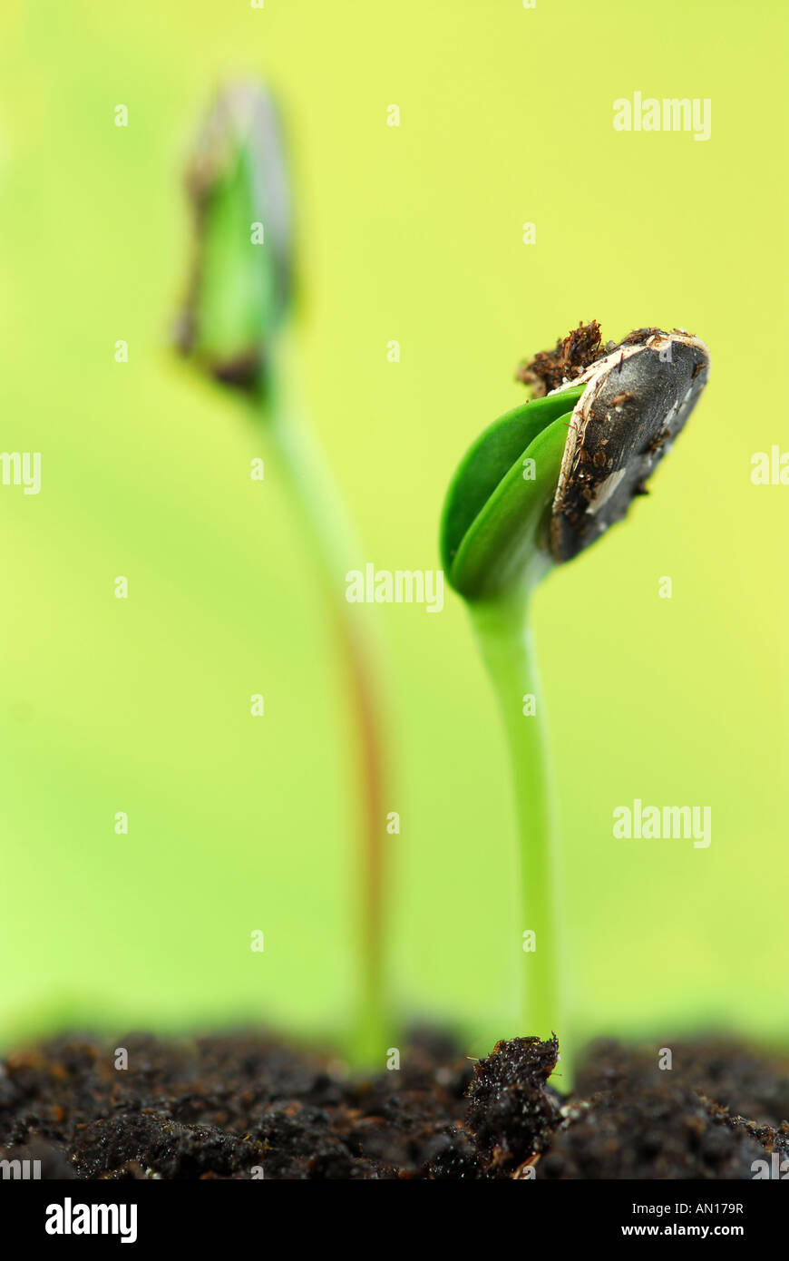 Two green sunflower plant sprouts on green background Stock Photo