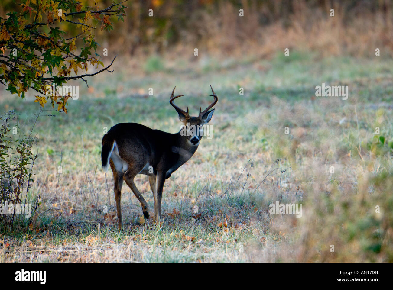 A 8-point buck stands and looks back over his shoulder at the camera Stock Photo