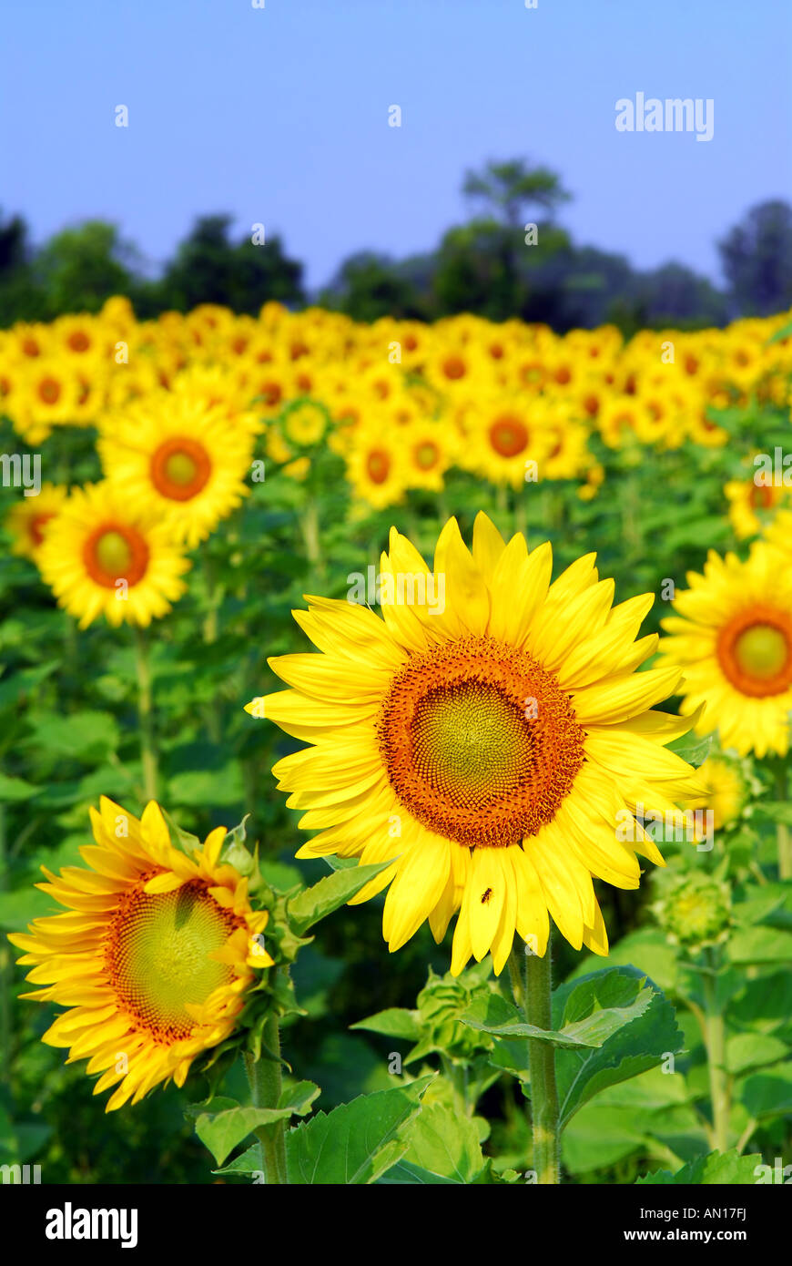 Blooming field of yellow sunflowers in summer Stock Photo - Alamy