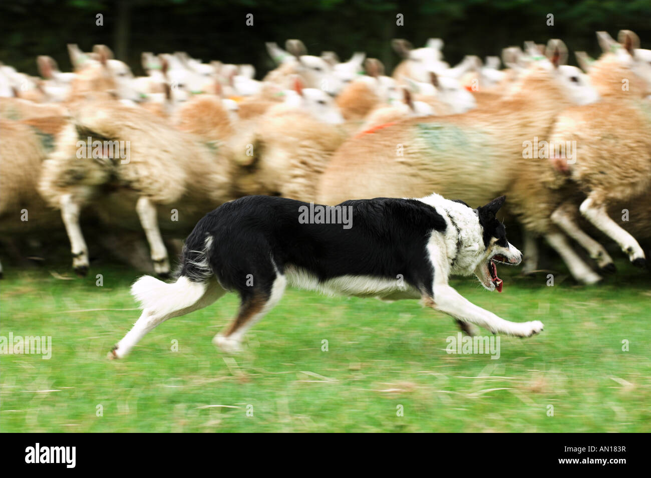 Collie sheepdog rounding sheep up Stock Photo - Alamy