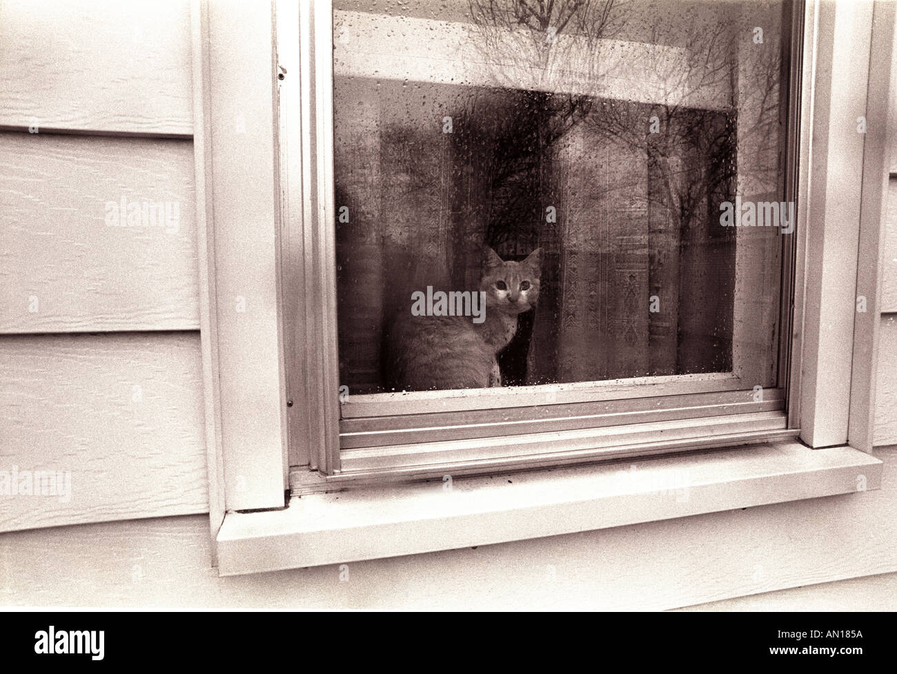 Cat in window Stock Photo