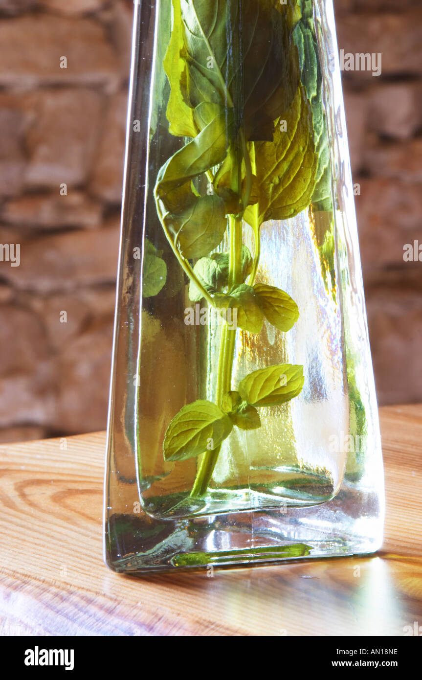 Rakija grappa type spirit flavoured with herbs backlit, Travarica ...