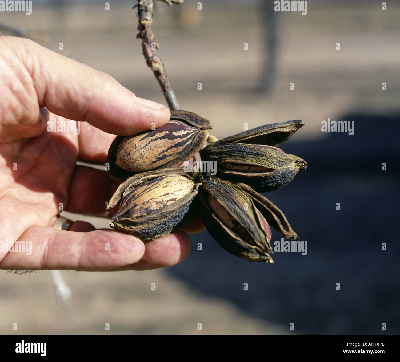 PECANS ON TREE PARTIALLY OUT OF SHELL HATCH NEW MEXICO Stock Photo Alamy