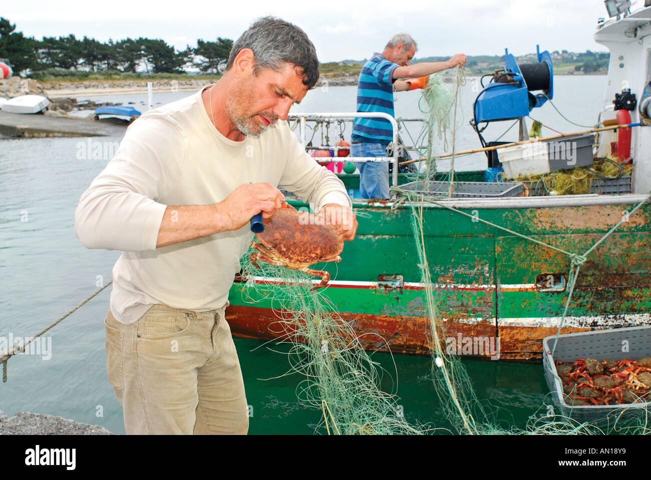 Fisherman taking crab out of net, Harbour of St Sauveur, Ile Grande, Brittany, France Stock Photo