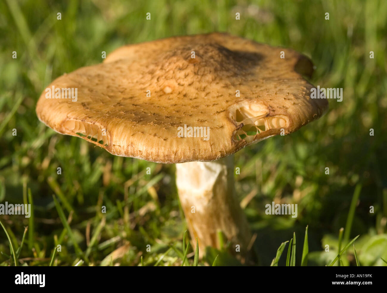 toadstools on lawn Stock Photo Alamy