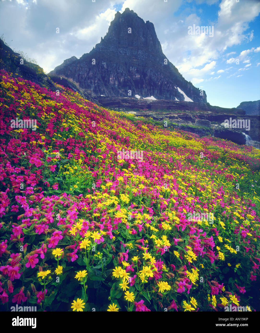 USA, Montana, Glacier National Park. Wildflowers in summer Stock Photo ...