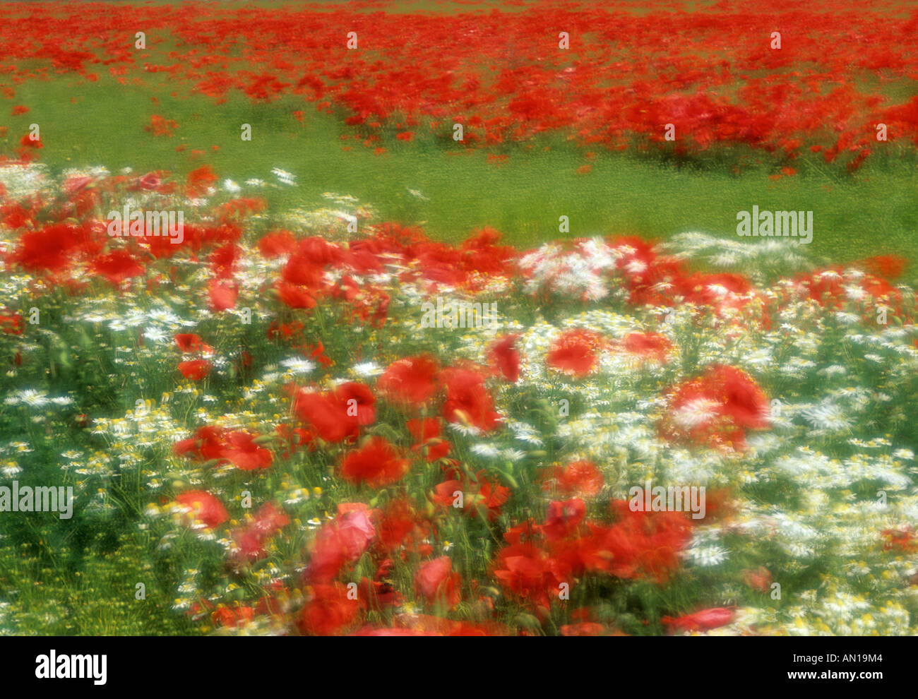 Poppies and other flowers in field UK. Soft focus Stock Photo