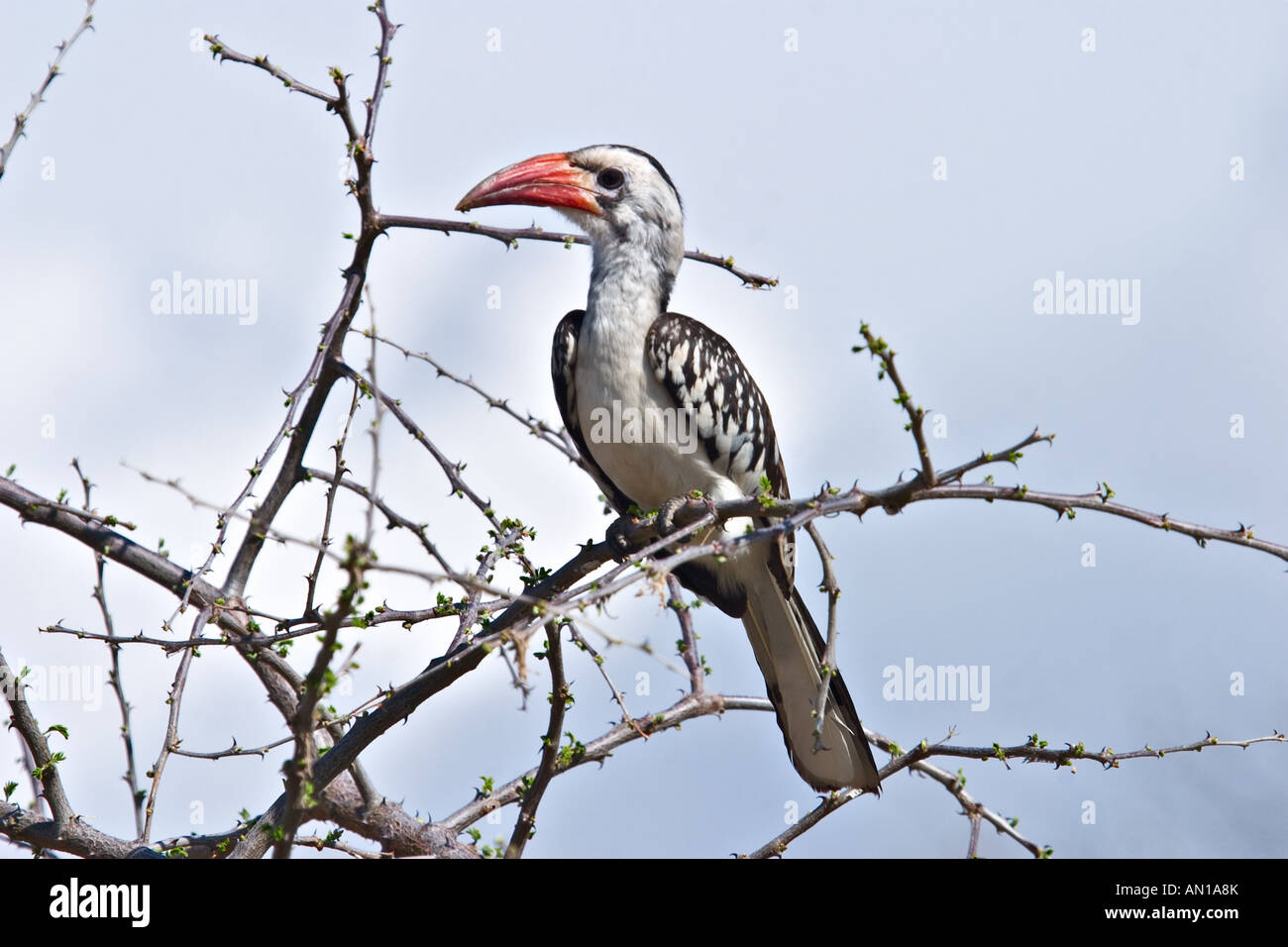 Red-billed Hornbill (Tockus erythrorhynchus), Ethiopia, Africa Stock Photo