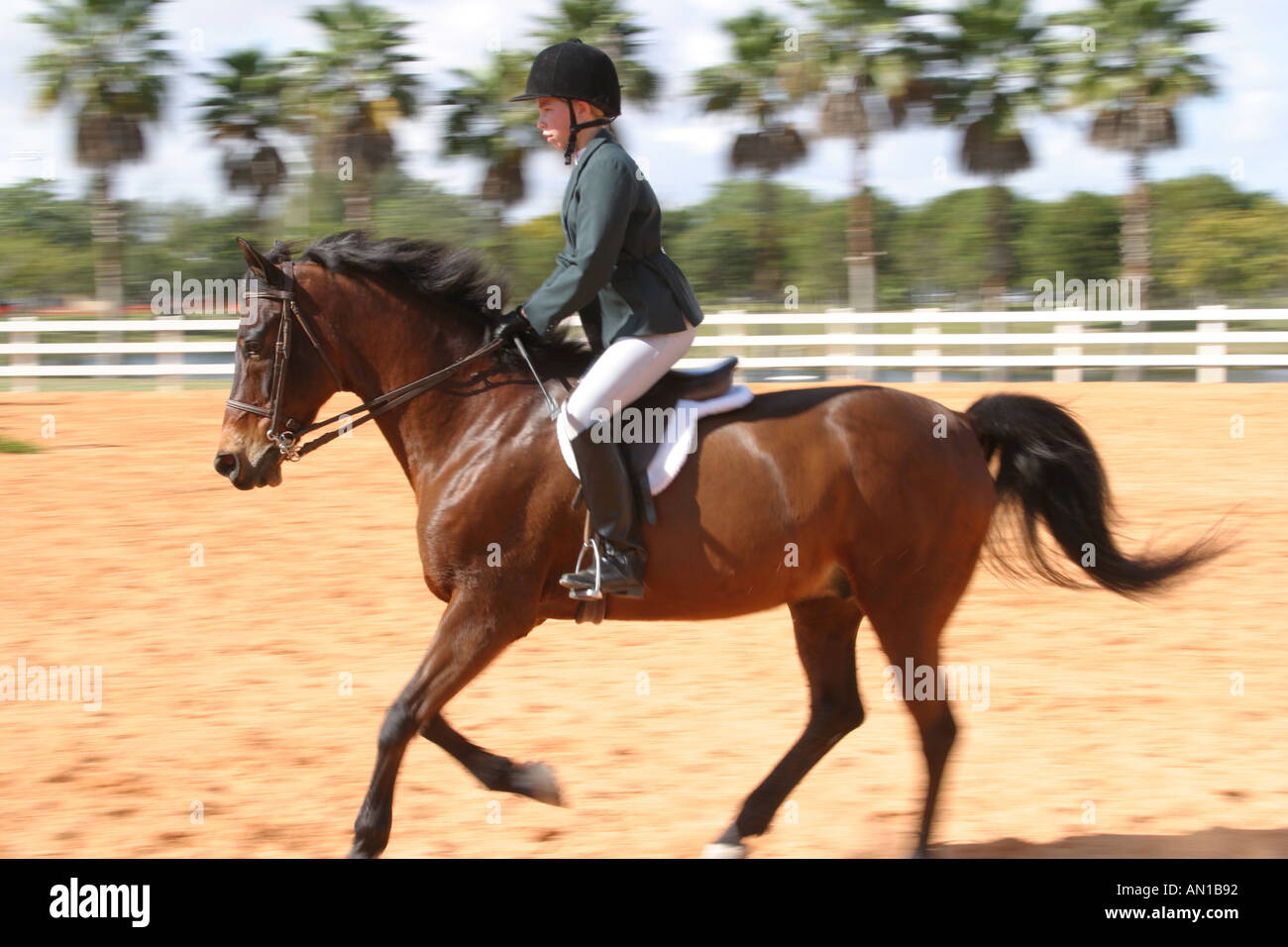 Miami Florida,Tropical Park,Heritage Horse Show horses,equine,animal