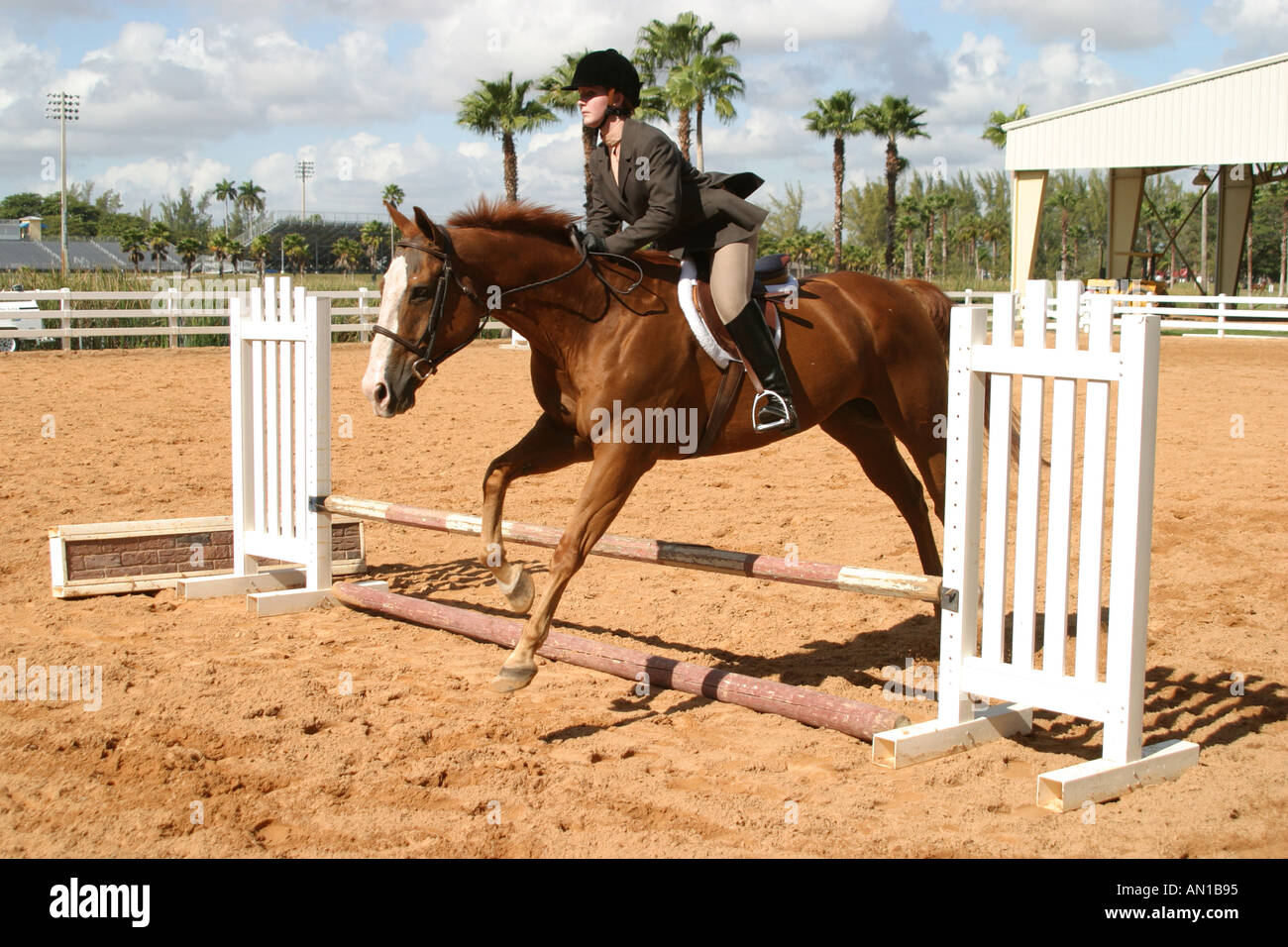 Miami Florida,Tropical Park,Heritage Horse Show horses,equine,animal