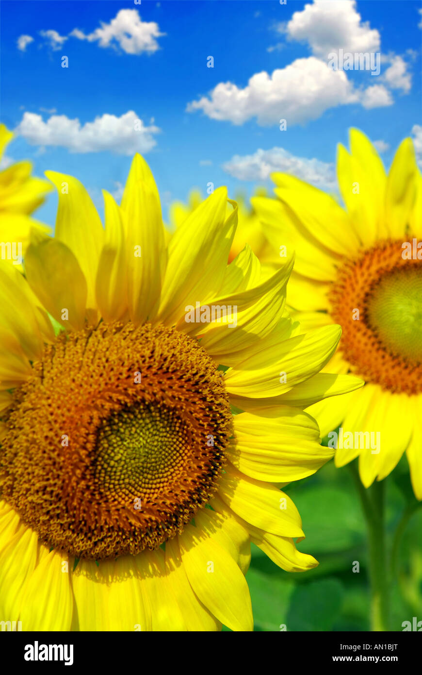 Close up on sunflowers in blooming sunflower field Stock Photo - Alamy
